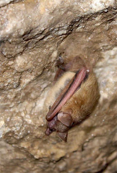 Tri Colored Bat taken inside the Wonderland Cave