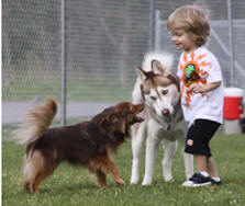 Dogs socialize at the Bella Vista, Arkansas Dog Park